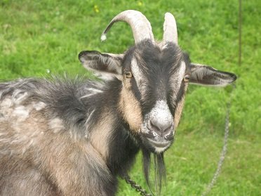 Keçi piyinin faydaları – Ağciyər, mədə-bağırsağın dərmanı