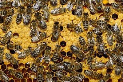 Dünyada bal arıları kütləvi şəkildə qırılır