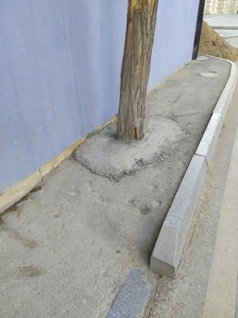 Bakıda ağacların dibləri betonlandı - Rəsmi MÜNASİBƏT - FOTO