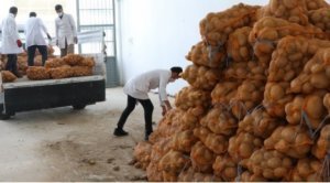 Türkiyəli fermerlərin minlərlə ton kartofu tezliklə Azərbaycana satılmasa çürüyəcək...