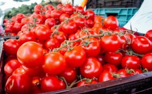 Rusiya Türkiyədən pomidor idxalı üçün kvotanı bir qədər də artırmaq istəyir