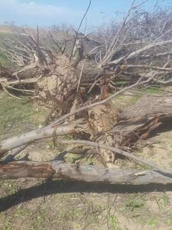 “Azərsu” sədrinin oğlunun şirkəti 500 ağacı dibindən çıxartdırdı :ETSN niyə susur-FOTOLAR