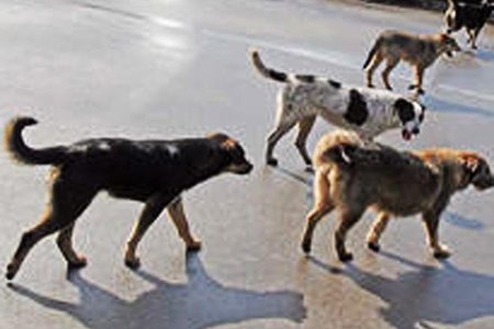 İti döyüb asana 74 şallaq cəzası verildi