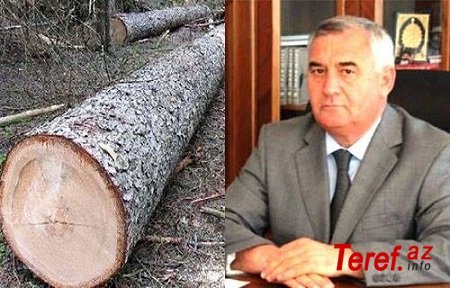 Alı Alıyev prezidentin xəbərdarlığına məhəl qoymadı: Horadizdə 100 illik ağaclar kəsdirdi