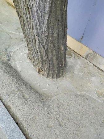 Bakıda ağacların dibləri betonlandı - Rəsmi MÜNASİBƏT - FOTO