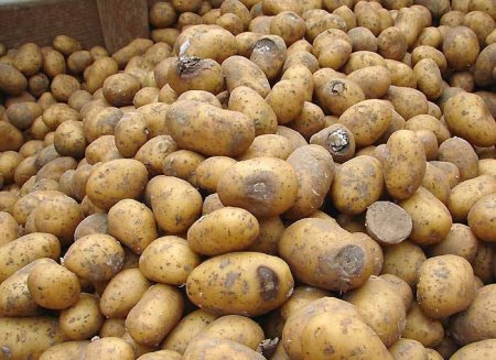 Kartofun qonur çürüməsi xəstəliyinin iqtisadi zərərləri və mübarizə üsulları - FOTO