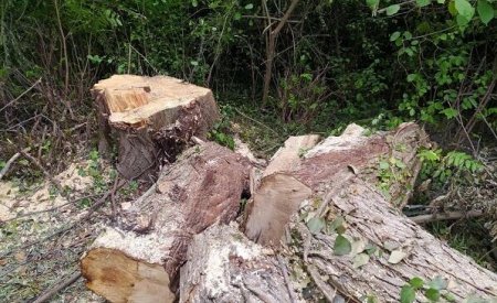 Meşələrdə ağacların kəsilməsi ilə bağlı cinayət işi başlanıldı