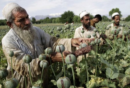 Taliban: Əfqanıstanda narkotik istehsalı dayandırılacaq
