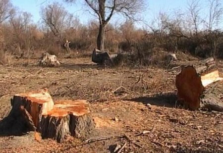 Ombudsman beynəlxalq təşkilatları Ermənistan tərəfindən törədilmiş ekoloji terrorla bağlı tədbirlər görməyə çağırıb