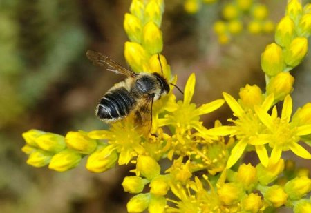 Alimlər arıları məhv edən gənələrin geniş yayılmasını qlobal istiləşmə ilə əlaqələndirirlər