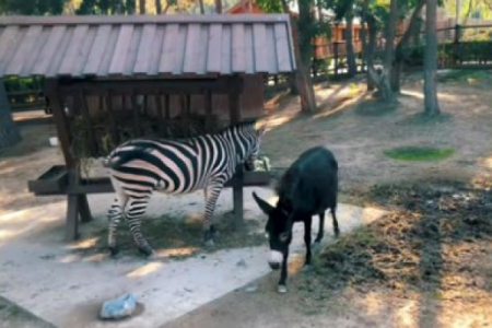 Zebra darıxmasın deyə, yanına eşşək saldılar - Bakı Zooparkında (VİDEO)