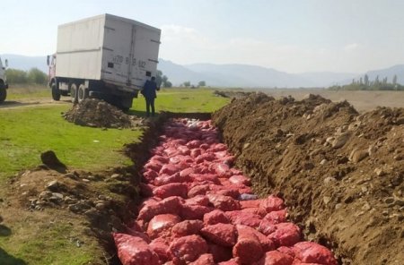 Azərbaycan kartof ixracından 40 milyard dollar qazanıb