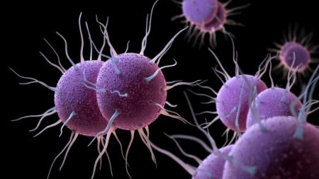 Cinsi yolla keçən, antibiotiklərə davamlı virus yayılır