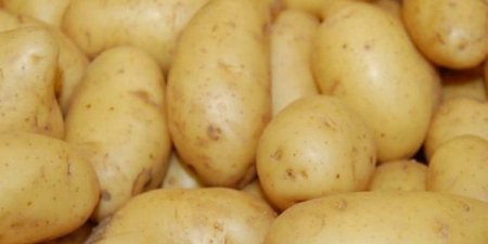 DİQQƏT: Kartofda zəhərli maddənin olduğunu necə bilmək olar?
