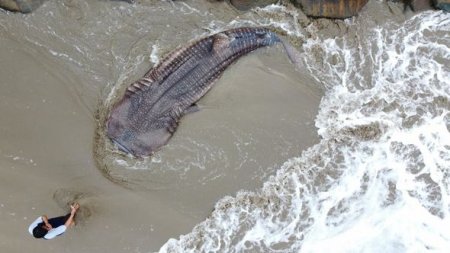 Balıqçıların toruna nəhəng balina köpəkbalığı düşdü - FOTO