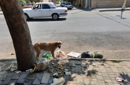 Vidadi İsayev deputat-meputat HƏRLƏMİR - FOTOFAKT