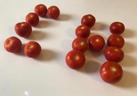 GENERALIN POMİDOR YETİŞDİRMƏSİ… - Ceyhun Həsənovun yeni sort pomidoru ölkədə böyük marağa səbəb olub