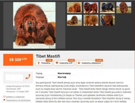 Azərbaycanda 1,5 milyon manata it satılır - FOTO