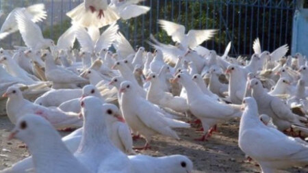 “Quşbaz" Elnurun 27 göyərçininə görə görün neçə il aldı
