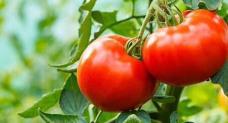 Pomidorun insan orqanizmi üçün faydaları