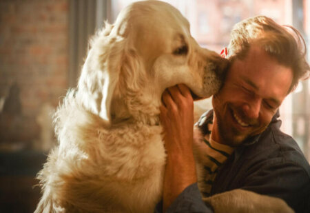 İtin sahibinin üzünü yalaması hansı problemləri yaradır?