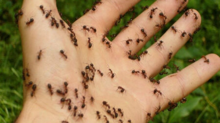 Planetimizdə hər sakinə BU QƏDƏR qarışqa düşür