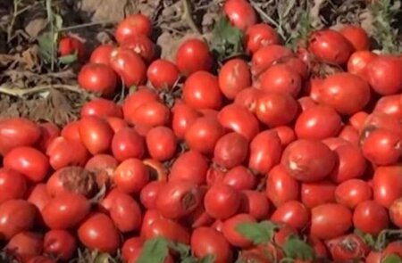 Tonlarla pomidor sahələrdə çürüyür: “10 qəpiyə satırıq, alan yoxdur” — VİDEO