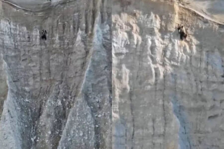 Ayı sıldırım qayaya alpinist kimi dırmaşdı - ŞOK VİDEO