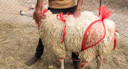 "...Gəlin üçün qurban kəsilməsi dini qanun deyil"-AÇIQLAMA