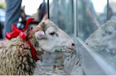 Qurban kəsirik: Nəyi bilməliyik?