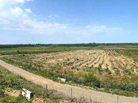 "Asfalt Raqib"in şirkətinin Lənkərada ağacları kəsdiyi bildirilir - FOTO