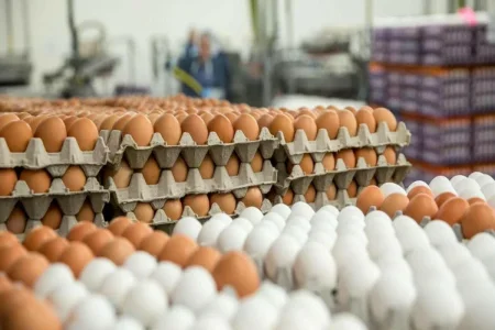 "Kənd yumurtası" adı ilə broyler yumurtaları satılır?
