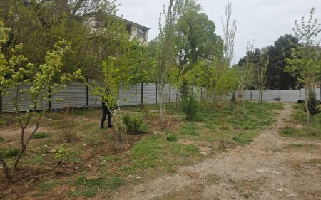 Sumqayıt şəhəri, 14-cü məhəllə, 1A/3B ünvanında kəsilən ağacların yerində yenisi əkildi