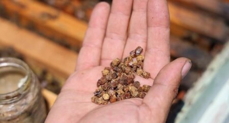 Kilosu 100 manata satılır, xəstəliklərin dərmanıdır...