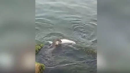 Nəsli kəsilmək üzrə olan su samuru GÖRÜNTÜLƏNDİ