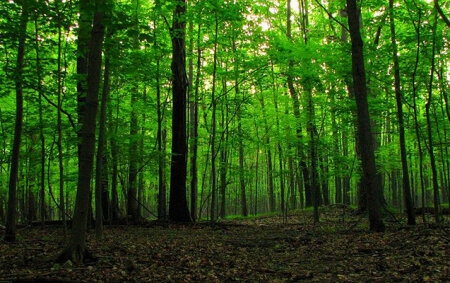 Meşəbəyi həbs edildi: Rüşvət ittihamı