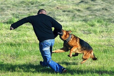 Heyvanın vurduğu zərərə görə məsuliyyət kimə aiddir?