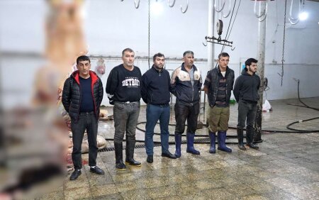 2 tona yaxın yararsız əti keyfiyyətli ət kimi satışa çıxardılar - VİDEO