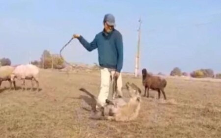 Qoyuna işgəncə verən çoban saxlanıldı - VİDEO