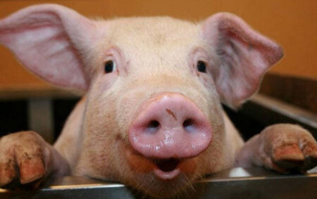 Azərbaycanda donuzlar azalıb - Ən çox hansı rayonlarda saxlanılır...