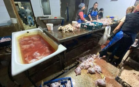 fiziki şəxs Salahov Şahin Salam oğlunun həyətində görün nə aşkarlandı-“Kənd toyuqları”nı bu...