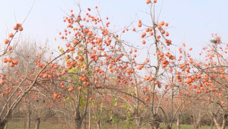 Tonlarla xurma İMİŞLİDƏ ağaclarda çürüyür-(VİDEO)