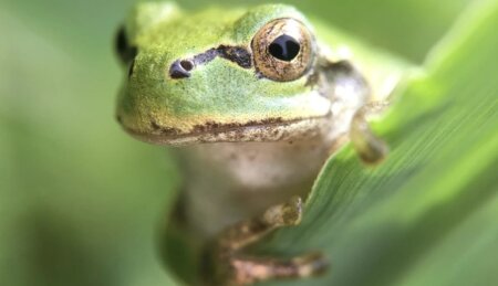 Şok nəticə: xərçəng hüceyrələrini tam məhv edən bakteriyalar aşkarlandı