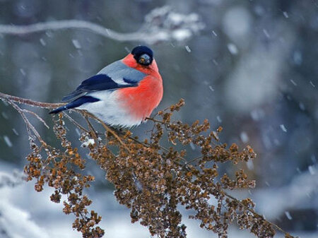Böyük Çillə gecəsi niyə müqəddəs sayılır? Unudulan inanclar