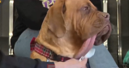 20 santimetrlik… dil!-İNANILMAZ