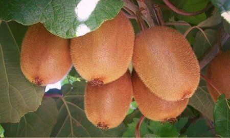 İncə bədən quruluşu üçün hansı meyvəni yeməli