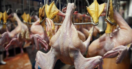 BU toyuqları ALMAYIN-XƏBƏRDARLIQ