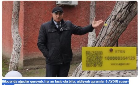 Biləcəridə ağaclar quruyub, hər an faciə ola bilər, aidiyyatı qurumlar 6 AYDIR susur-DİQQƏT