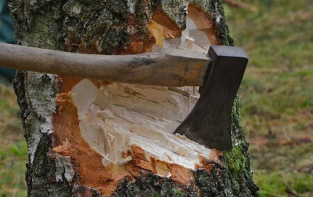 Oğuzda ağac kəsilməsinə görə cinayət işi başlanıldı