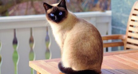 Bu ölkədə pişiklər ölkə iqtisadiyyatına hərəkət verir